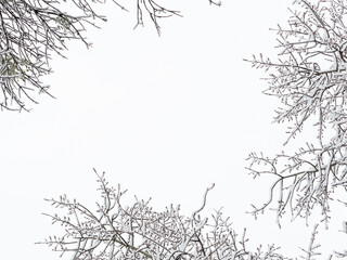 snow-covered trunks and tree branches