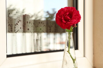 Red rose in a glass vase in front of the window.