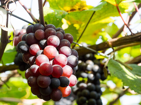 fresh grapes on vine at wineyard before harvesting.