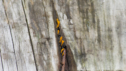 Calocera viscose (known as wood fungus) is a fungus that belongs to the order Dacrymycetales. It is not edible because it has toxins.