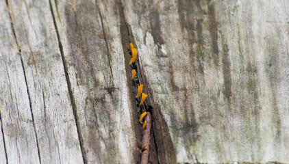 Calocera viscose (known as wood fungus) is a fungus that belongs to the order Dacrymycetales. It is not edible because it has toxins.