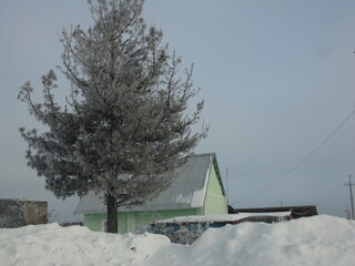 snow covered trees