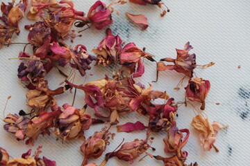 Close up the dried fuchsia flowers on tray with gray-white marble pattern. Dry eardrop flowers