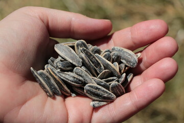 Close up the delicious sunflower seeds on hands.