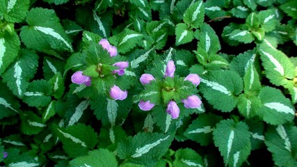 planta flor lâmia – lamium purpureum