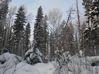 Fototapeta premium snow covered trees