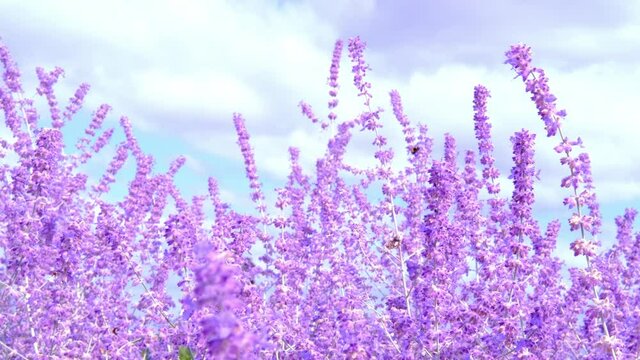 close-up of beautiful lavender buds, purple, lilac flowers sway in wind, insects pollinate flowering plants, concept of natural essential oils, background for relaxation, stress relief, meditation