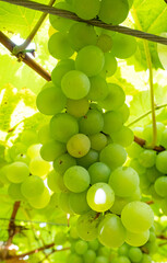 fresh grapes on vine at wineyard before harvesting.