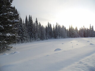snow covered trees