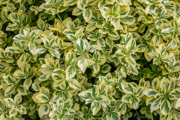 Green and light yellow leaves