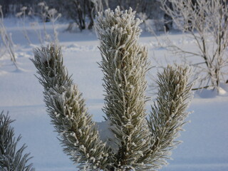 snow covered branches