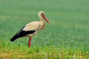 Soaked white stork in the rain. With blurred water drops. Standing in the grass. Side view, closeup. Genus species Ciconia coconia.