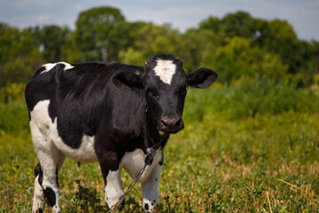 Black and white calf grazing in field, livestock feed, summer countryside life concept.