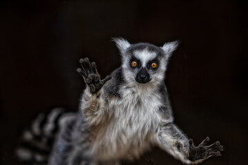 ring lemur