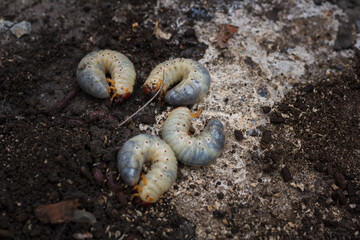 Mountain pine or bark beetle larvae, close up. Parasite destroying trees and furniture.