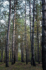 Soft focused close up shot of pine trees in coniferous forest by sunset light, ground covered with dry pine needles. Vertical shot