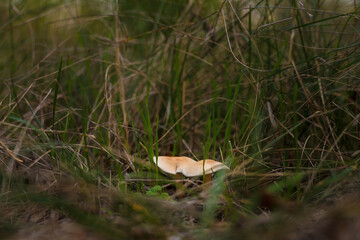 Soft focused shot of fresh tricholoma mushroom in autumn forest, Clitocybe nuda or Lepista nuda among dry leaves and green grass