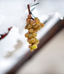 bunch of grapes at winter, DOF is shalow