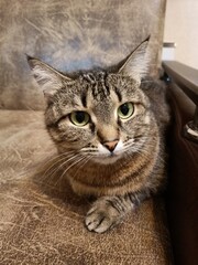 The cat is resting on the couch