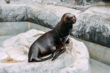 Fur seal