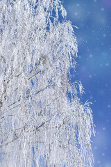 white frost covered tree branch