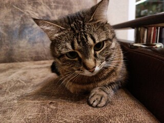 A cat with a sad mood