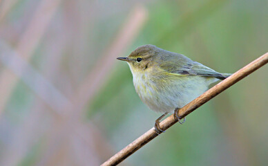 Common Chiffchaff (Phylloscopus collybita), Greece