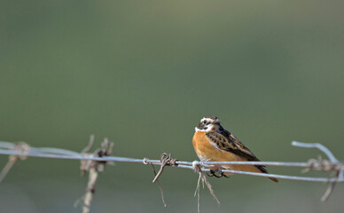 Whinchat - Saxicola rubetra, Greece