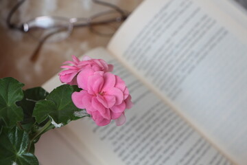 Pink flower with green leaf. Pink geranium flower. Ivy Leaf geranium. Geranium sakura ivy (Pelargonium peltatum). A book(novel) in background. 