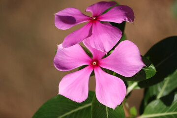 Catharanthus roseus, commonly known as bright eyes, Cape periwinkle, graveyard plant, Madagascar...