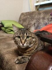 Green large eyes of an adult cat
