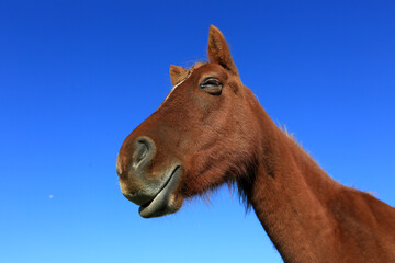 Portrait of cute brown horse on sky background