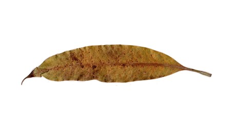 leaf isolated on white background	