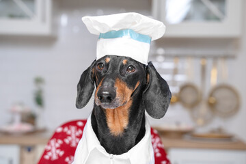 beautiful dog, dachshund, in a chef hat, sits on the background of a bright kitchen. preparing a festive dinner