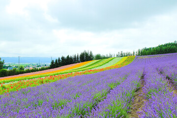 Fototapeta na wymiar 北海道　ラベンダー畑の自然風景