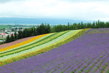 北海道　ラベンダー畑の自然風景