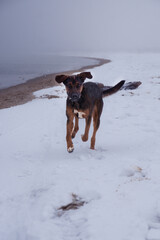 Pies na plaży w zimę