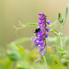 Bumblebee pollinating flowers. 