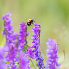 Bumblebee pollinating flowers. 