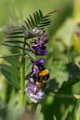 Bumblebee pollinating flowers. 