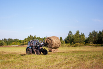 Obraz premium Belarus tractor works in the field, collecting straw