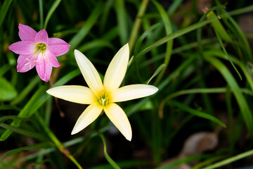 Obraz premium Top view group of blooming fresh grandiflora pink and yellow flower with green leaves in botany garden.