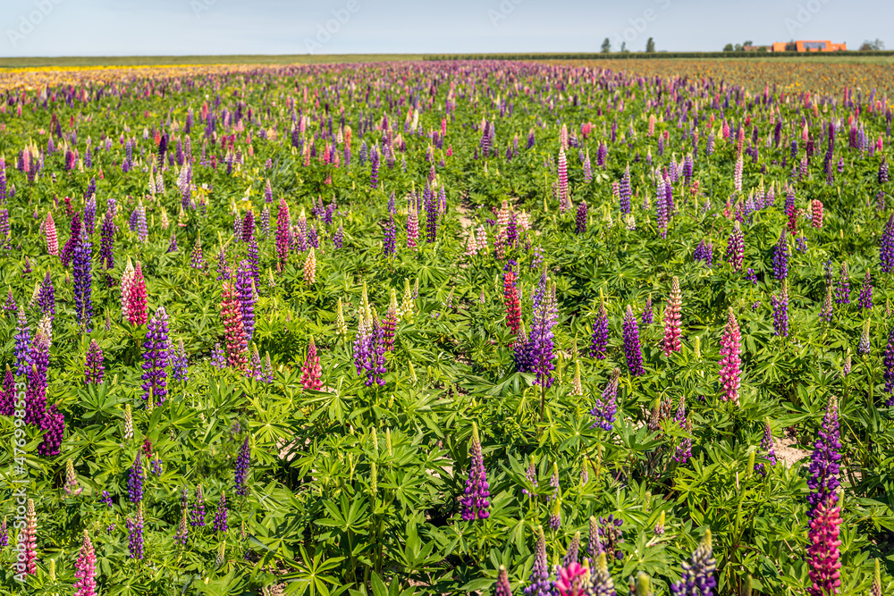 Poster An immeasurably large field with blooming lupine plants in various colours. The photo was taken in a Dutch flower nursery on a sunny day in the spring season.