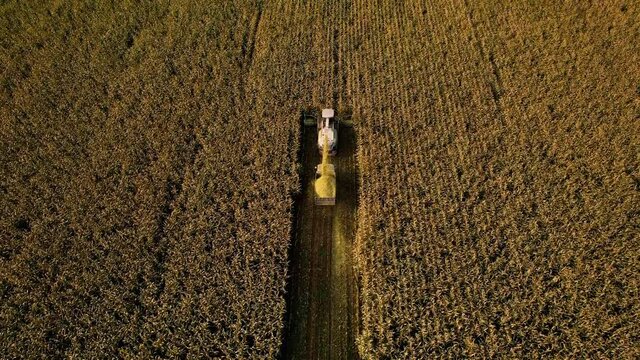 Forage harvester on maize cutting for silage in field. Harvesting biomass crop. Self-propelled Harvester for agriculture. Tractor work on corn harvest season. Farm equipment and farming machine.