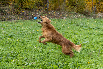 Scottish Golden Retriever dog standing on green grass in nature