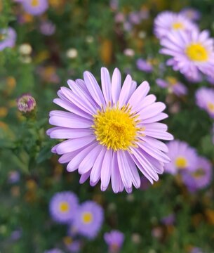 pink flower