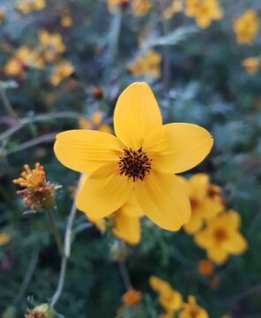 yellow flower