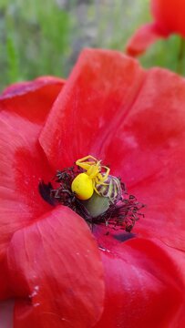 red poppy flower