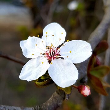 tree blossom