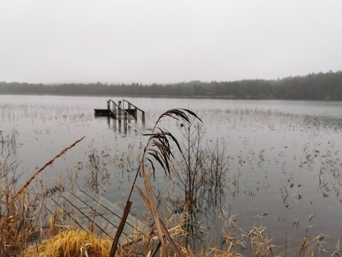 reeds on the lake